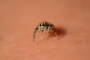 Found this little jumping spider and immediately decided to take some close up pictures. I sat down in the sun for optimal light and placed the little spider on my leg.