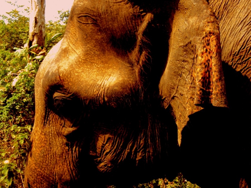 Udawalawe National Park Sri Lanka – Kingdom of Elephants