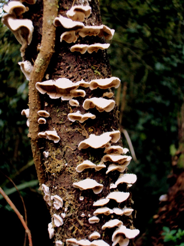 invercargill-mushrooms