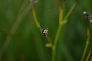 Blurry spider: This is the perfect example of the terrible results achieved when not enough light enters the camera.