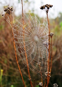 Detailed spiderweb