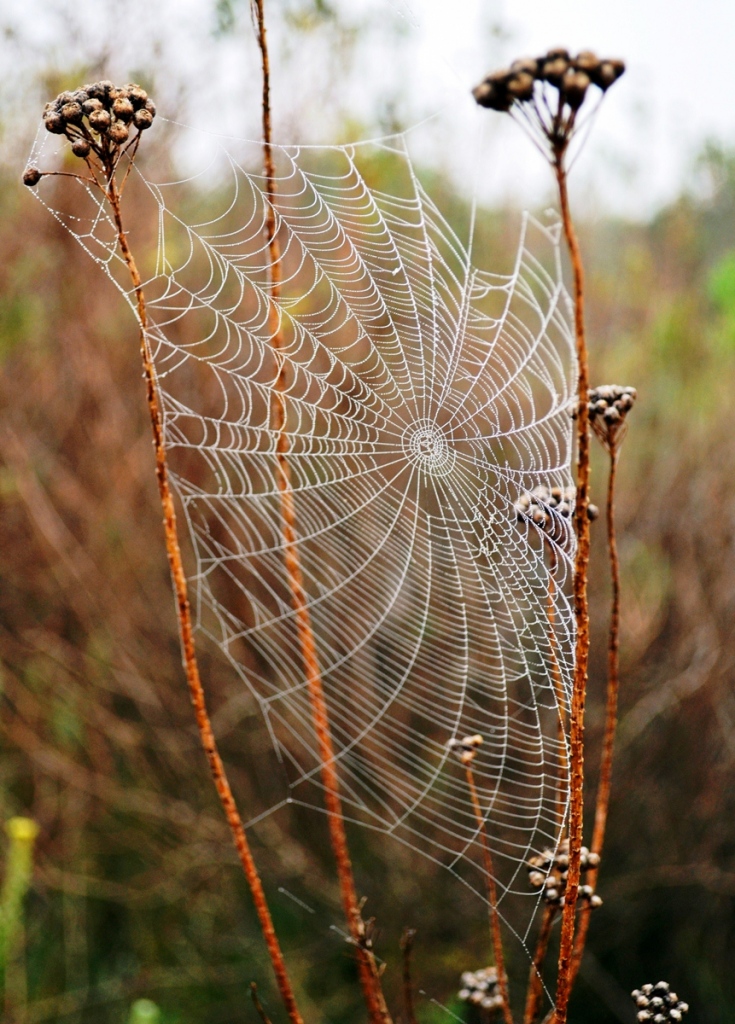 Detailed spiderweb: Viewers can read a photograph in many ways, but lots of details is a good method to give that wow factor, to keep their glance a little longer. 