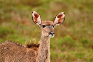 Kudu antelope as focus point